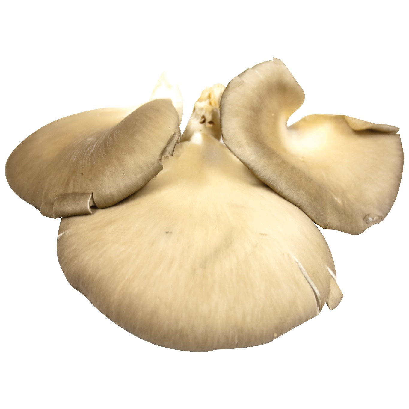 Oyster Mushrooms