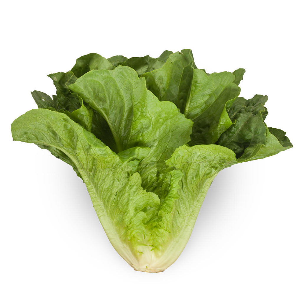 Romaine Lettuce