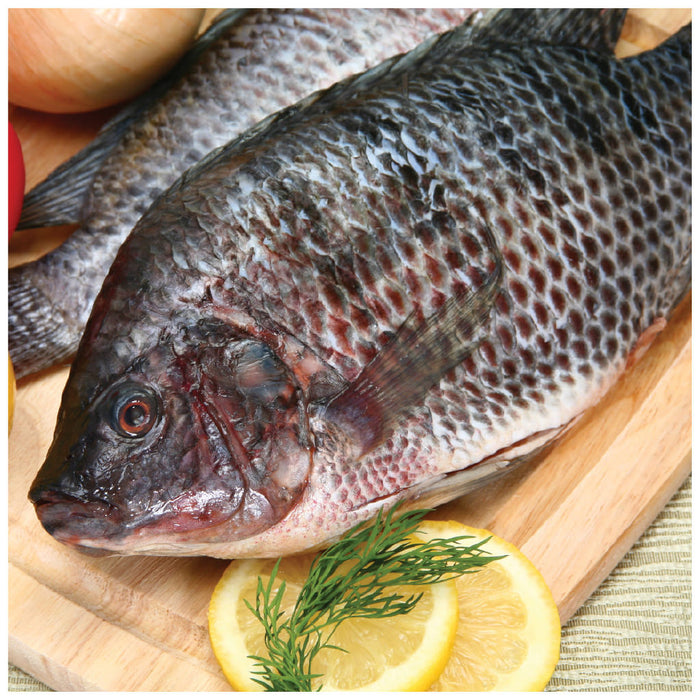 Thawed Whole Tilapia